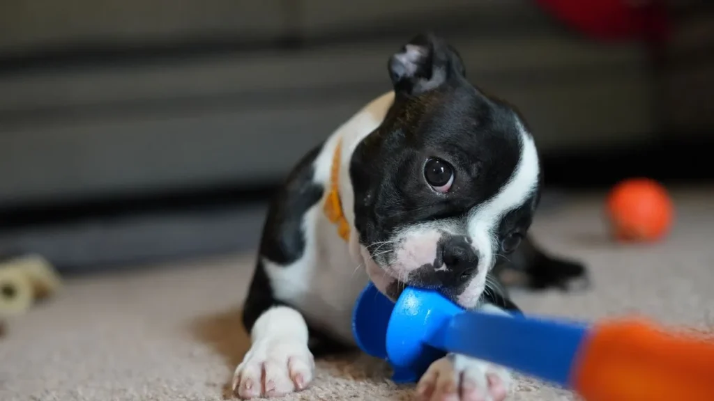 Looking for the best puppy toys? Get a full breakdown of toy types, safety tips, and a comparison chart to help your puppy play smarter and safer.