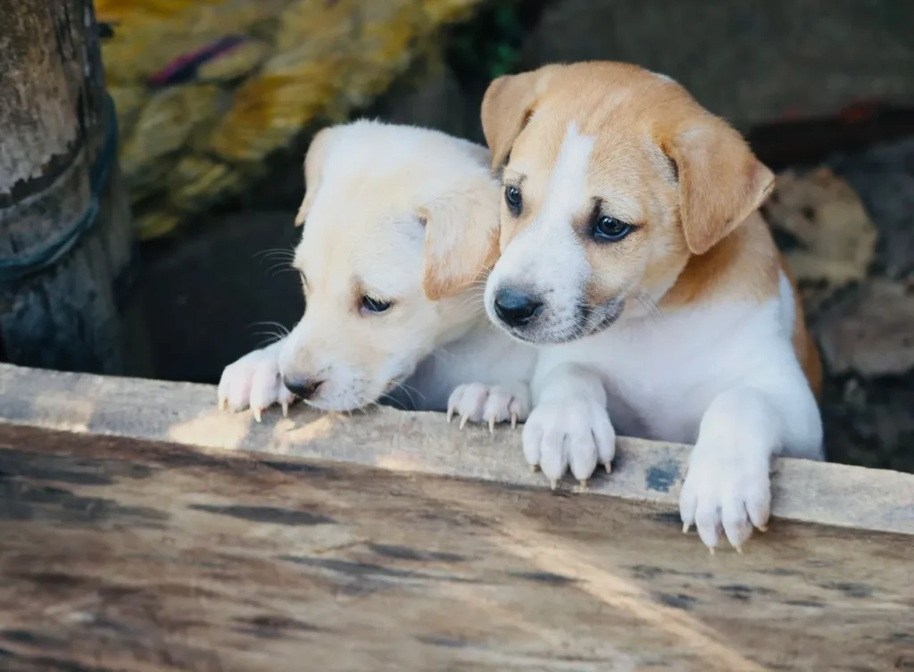 Discover positive, modern crate training techniques that help puppies and adult dogs feel safe, not confined.