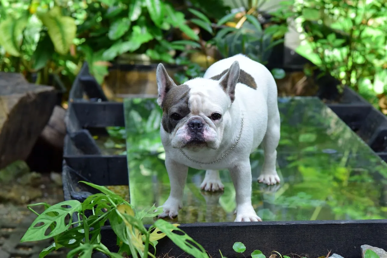 Thinking about a French Bulldog? Get an honest breakdown of the breed's exercise needs, personality, and lifestyle fit before you decide to adopt.