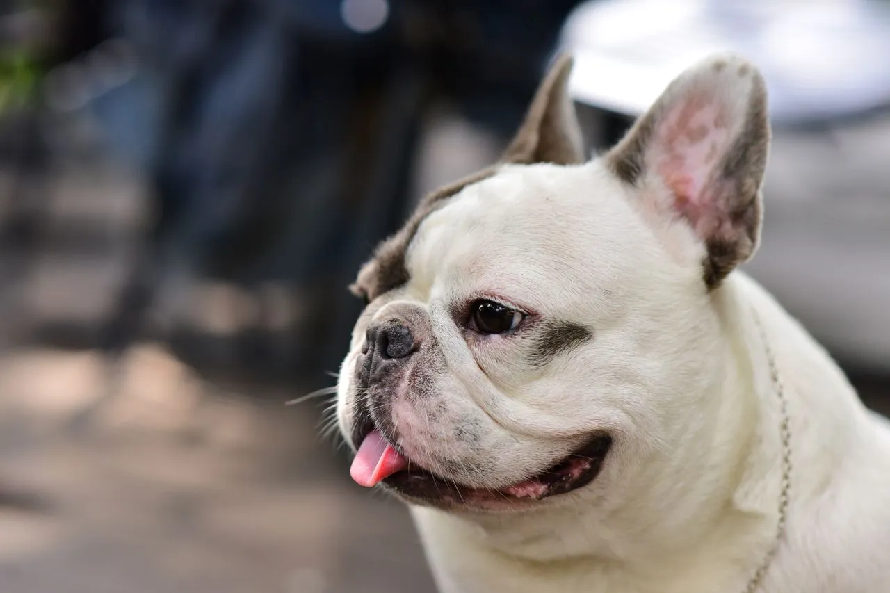 A practical guide to French Bulldog care covering temperament, exercise limits, feeding, grooming, and training tips for new and current owners.