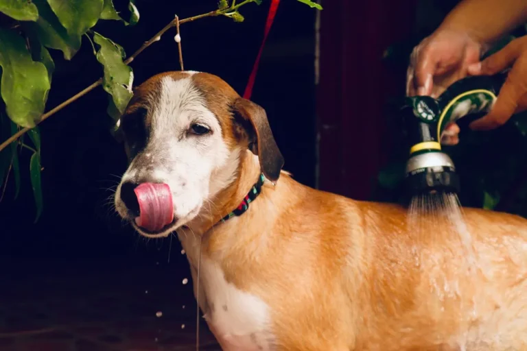 Not sure which bottle to grab? This guide breaks down the best dog shampoo for your dog's skin, coat, age, and any diagnosed conditions.