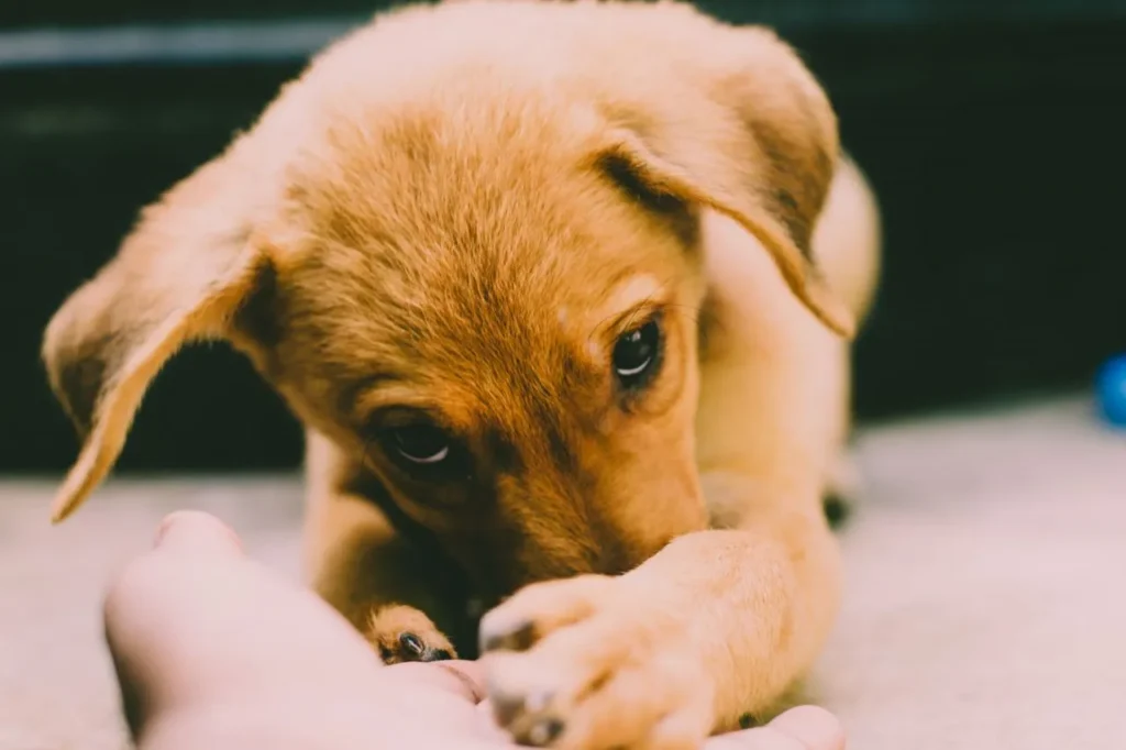 Puppy biting doesn't have to be permanent. Explore proven, vet-recommended techniques to redirect nipping and build lasting bite inhibition.