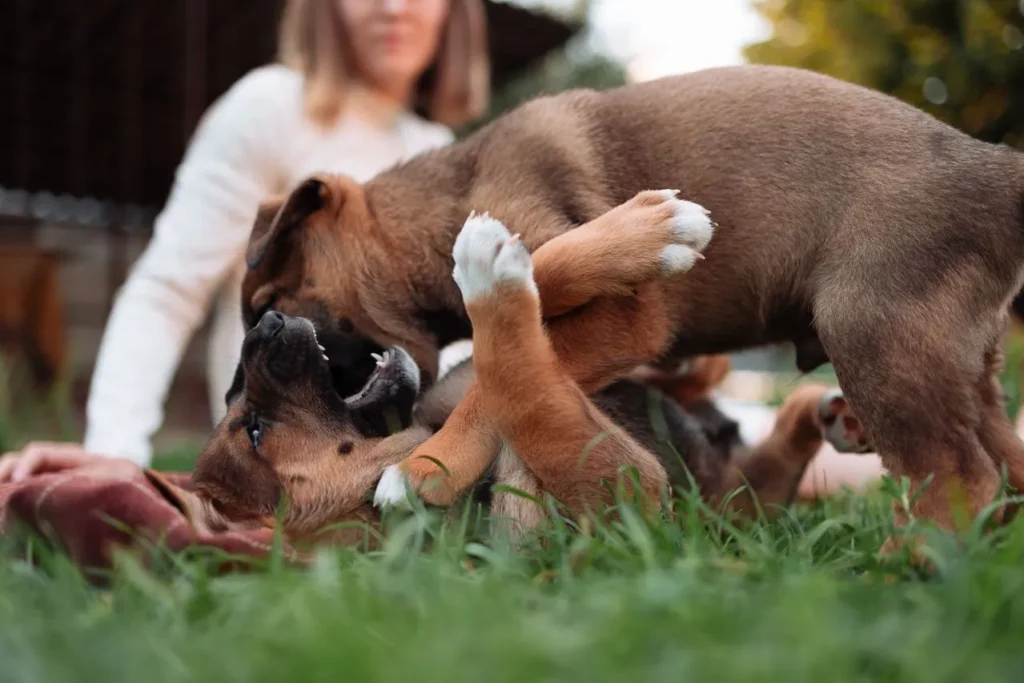 Is your puppy's biting normal or a warning sign? This guide breaks down puppy biting by age, cause, and the exact steps to teach a gentler mouth.