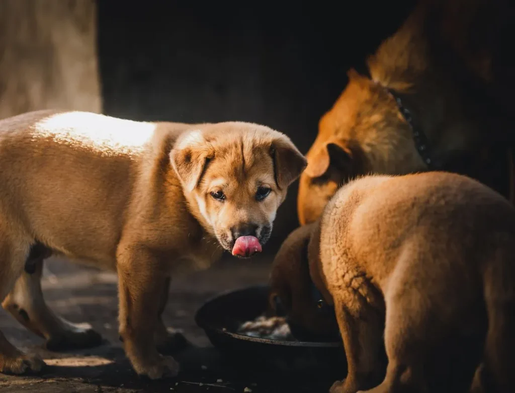 Puppy nutrition is more specific than most owners realize. Discover what to look for on the label, which ingredients matter most, and how feeding needs change as your puppy grows.