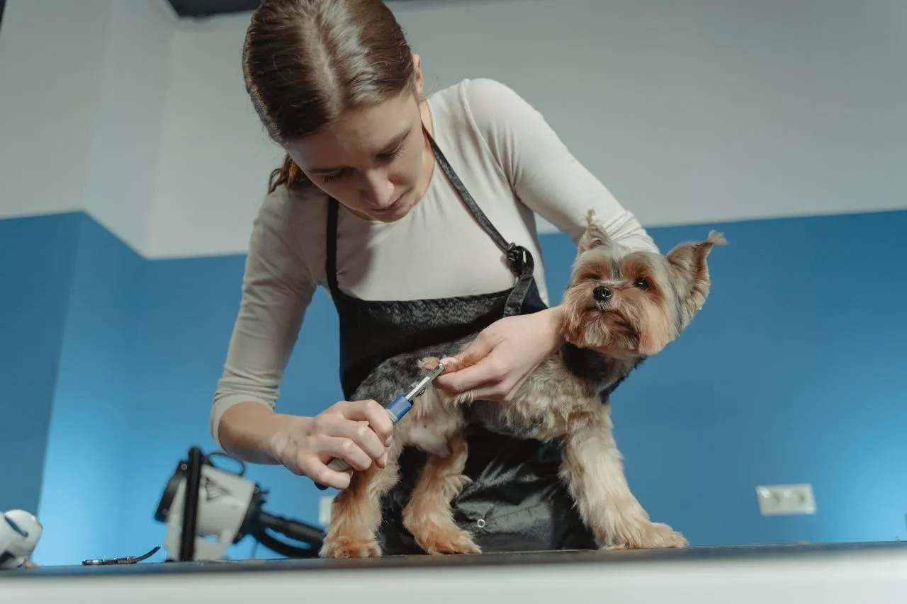 Not sure how often nail trimming should happen? Get a clear schedule based on your dog's activity level, breed, and nail growth.