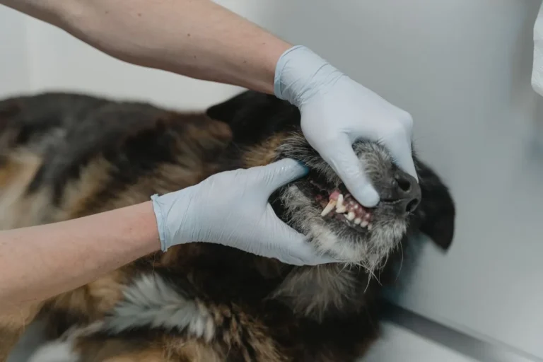 Daily teeth brushing is the veterinary standard, but it's not always realistic right away. Learn how often to brush and what to do in the meantime