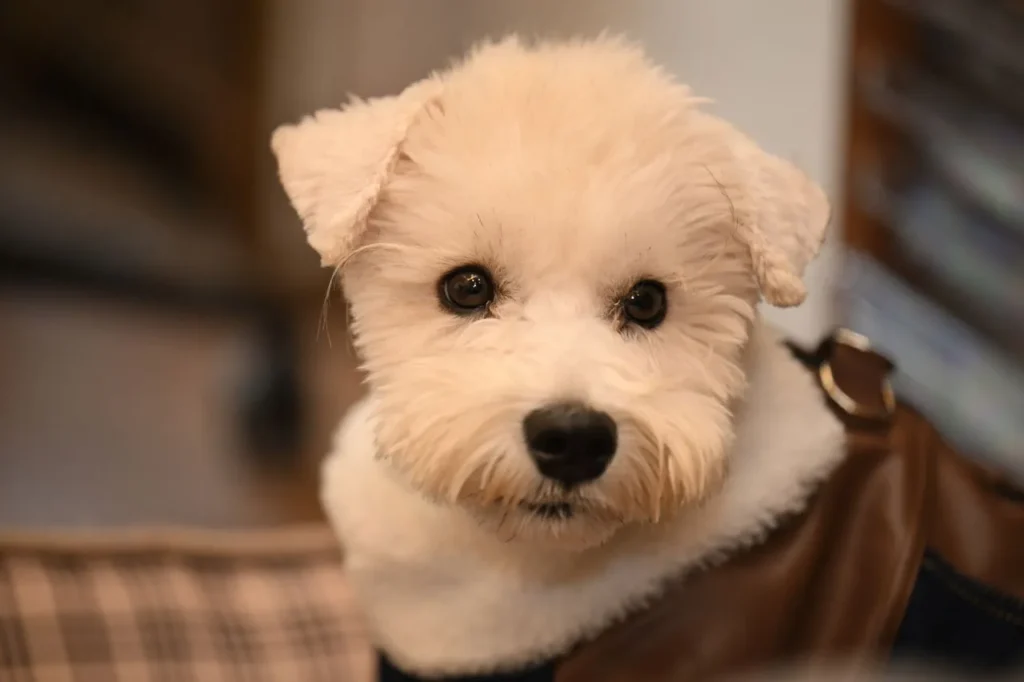 Puppy vaccines aren't one-and-done. Learn how maternal antibodies affect timing, why the final dose matters most, and what to expect at each visit.