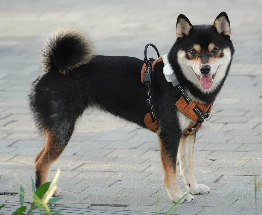 Not all smart dog collars serve the same purpose. Compare GPS trackers, fitness monitors, and virtual fences to find your fit.