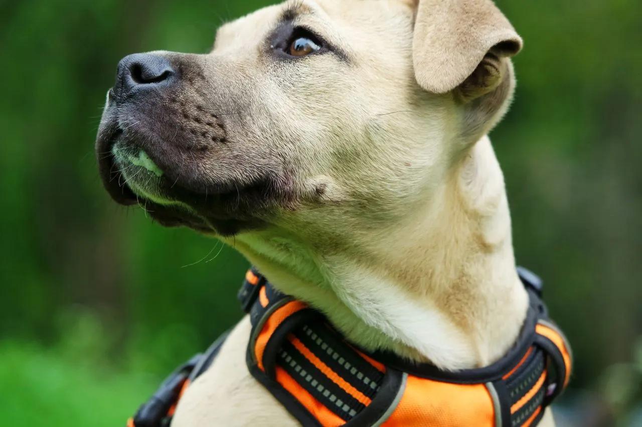 Get the facts on Cane Corso height, weight, lifespan, and daily care needs, straight from breed standards and veterinary guidance.