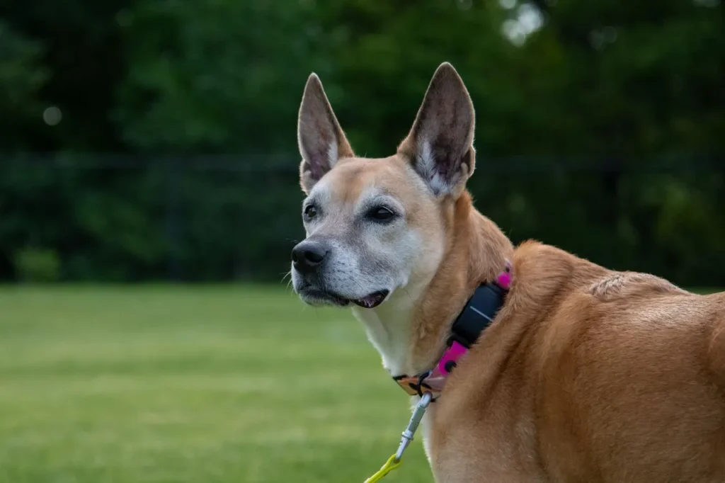 GPS drift, dead zones, and battery limits all affect performance. Here's what really determines how reliable smart dog collars are.
