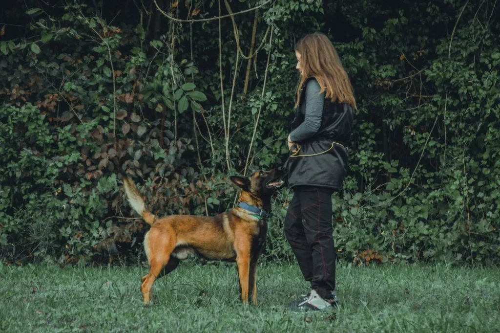 Comparing a Belgian Malinois to a German Shepherd? See how size, coat, temperament, and training needs set these two breeds apart. 