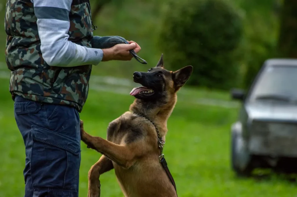 From hip dysplasia to epilepsy, learn the key health issues, testing standards, and lifespan facts every Belgian Malinois owner needs.