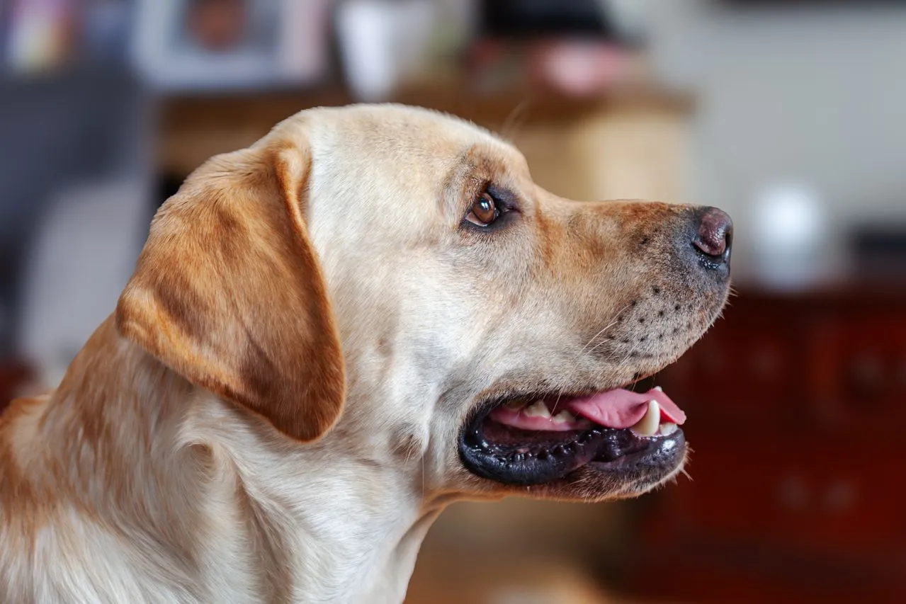 A closer look at Labrador Retriever health risks, lifespan data, and feeding strategies to help your dog stay lean and active for years
