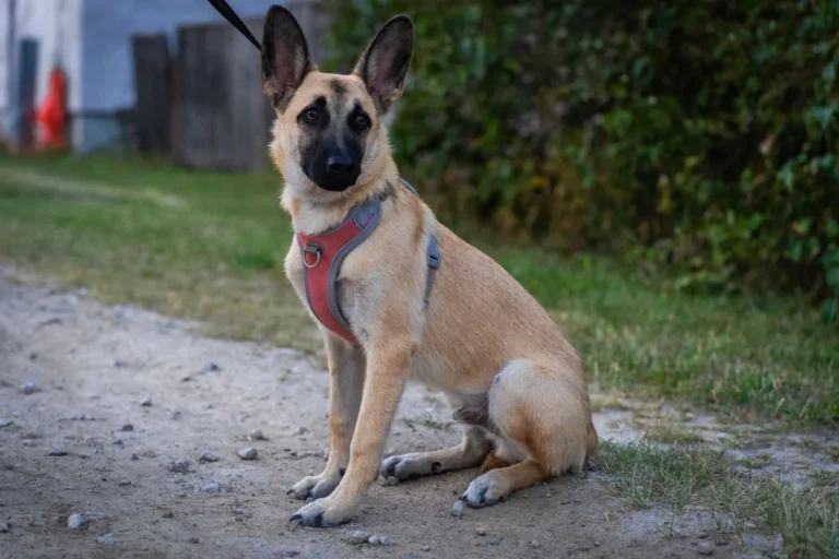 A Belgian Malinois is intelligent and loyal, but drive and prey instinct shape daily behavior. Here's what to expect from this breed.