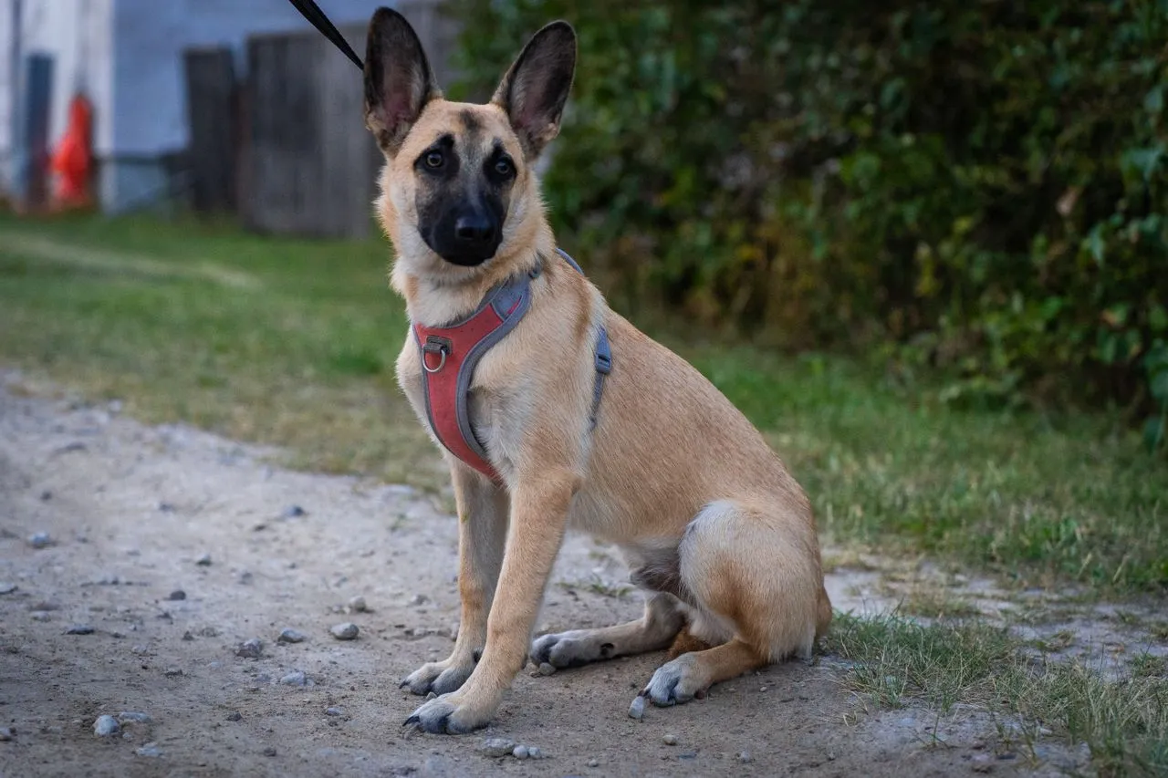 A Belgian Malinois is intelligent and loyal, but drive and prey instinct shape daily behavior. Here's what to expect from this breed.