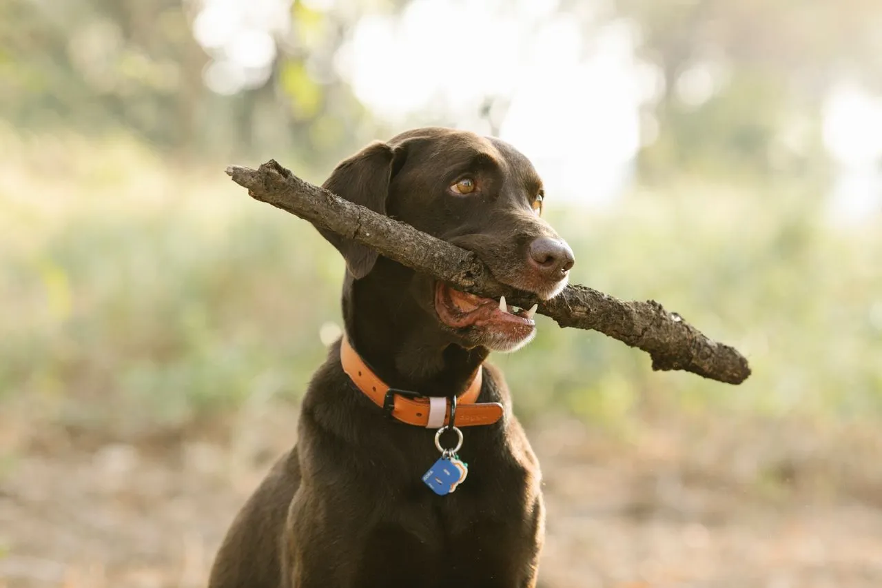 If your dog is a flight risk, smart dog collars can help you respond faster. Learn which features actually matter for recovery.