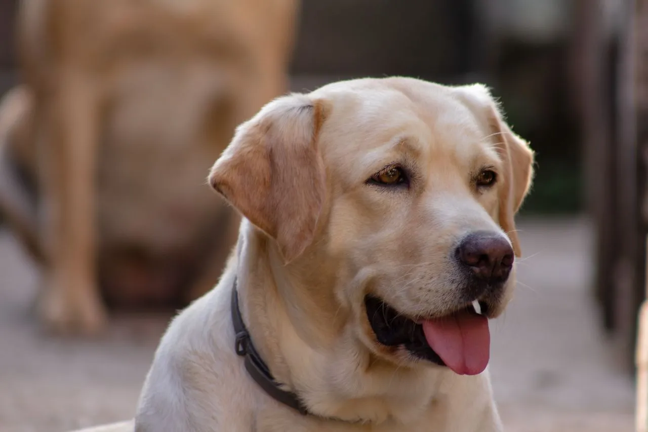 Practical, positive-reinforcement training advice for raising a well-mannered Labrador Retriever, from puppyhood through adolescence.