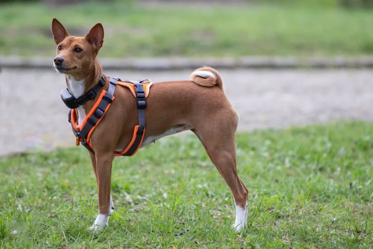 From sleep patterns to activity trends, smart dog collars offer useful health data — but they're not a substitute for a vet visit.