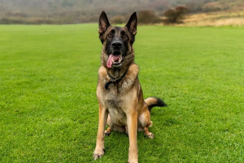 Raising a Belgian Malinois takes more than basic obedience. Discover the essential training skills that keep this breed balanced.