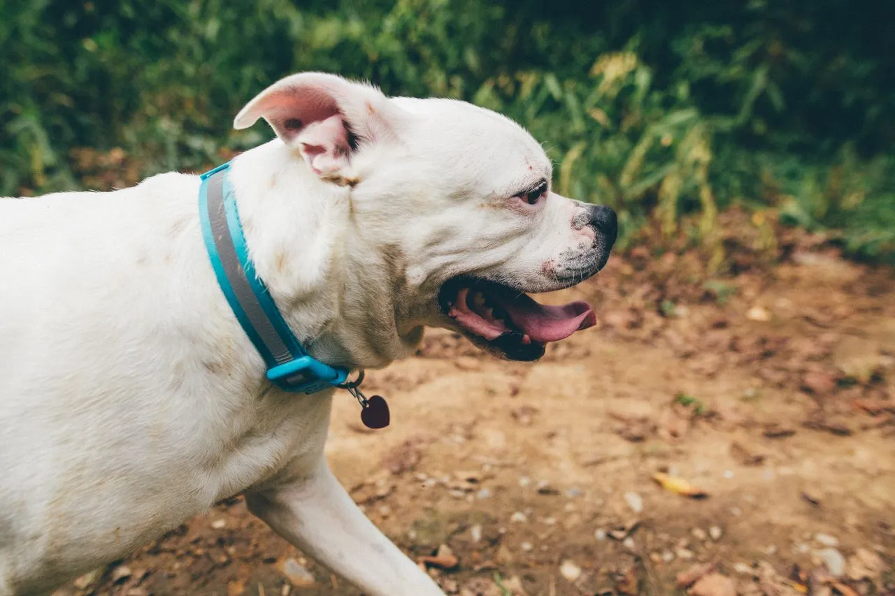 Beyond the sticker price, smart dog collars often come with subscriptions and hidden fees. See what full ownership actually costs.