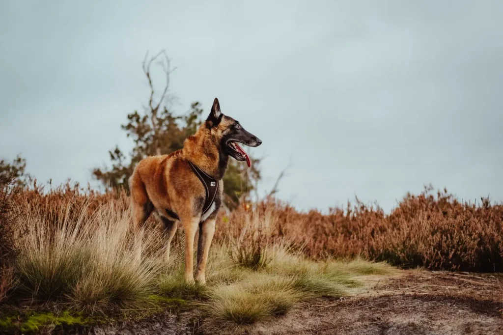 Can a Belgian Malinois live safely with children? Get an honest look at supervision, training, and what makes this pairing work.