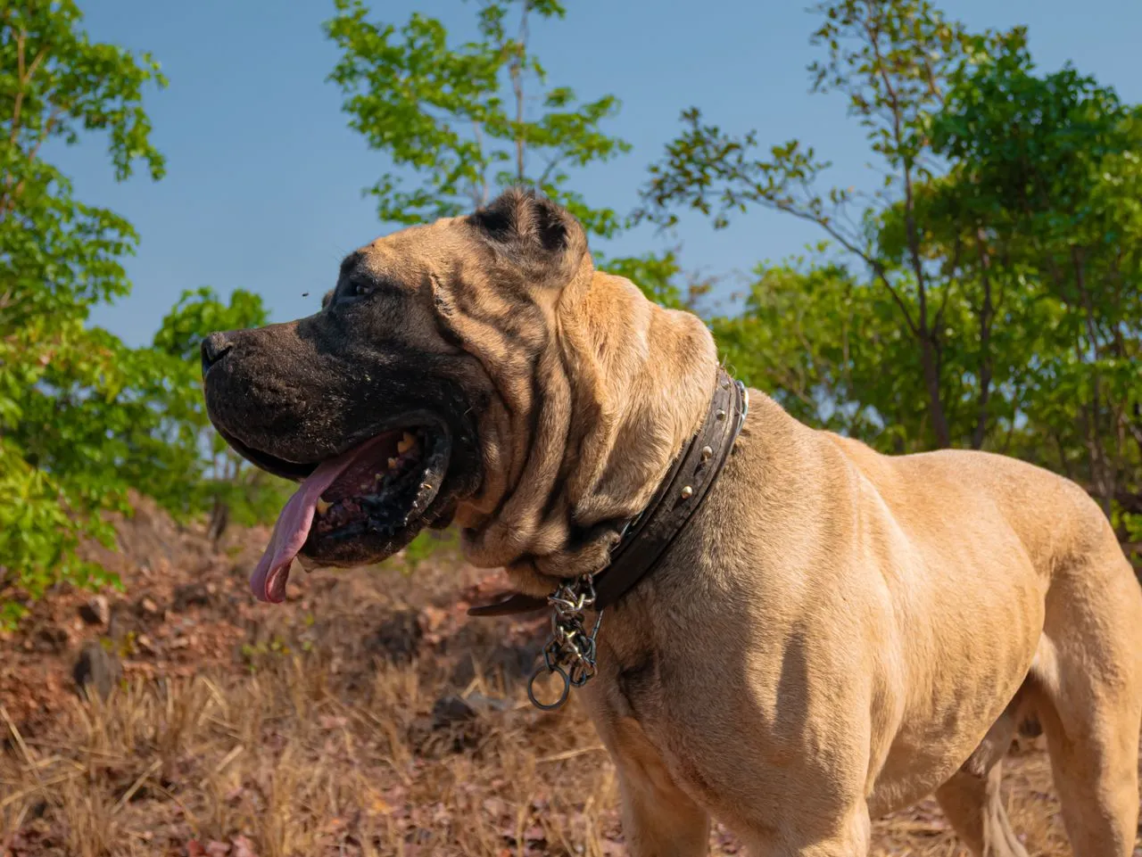 A complete Cane Corso ownership guide covering socialization, training priorities, health screening, and responsible breeder selection.