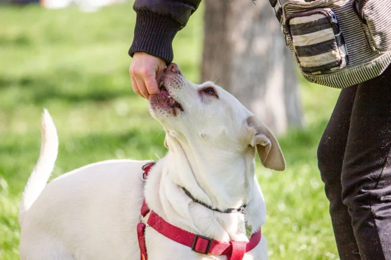 Thinking about a Labrador Retriever? Learn what daily life is really like, from puppy energy to long-term costs, before you commit