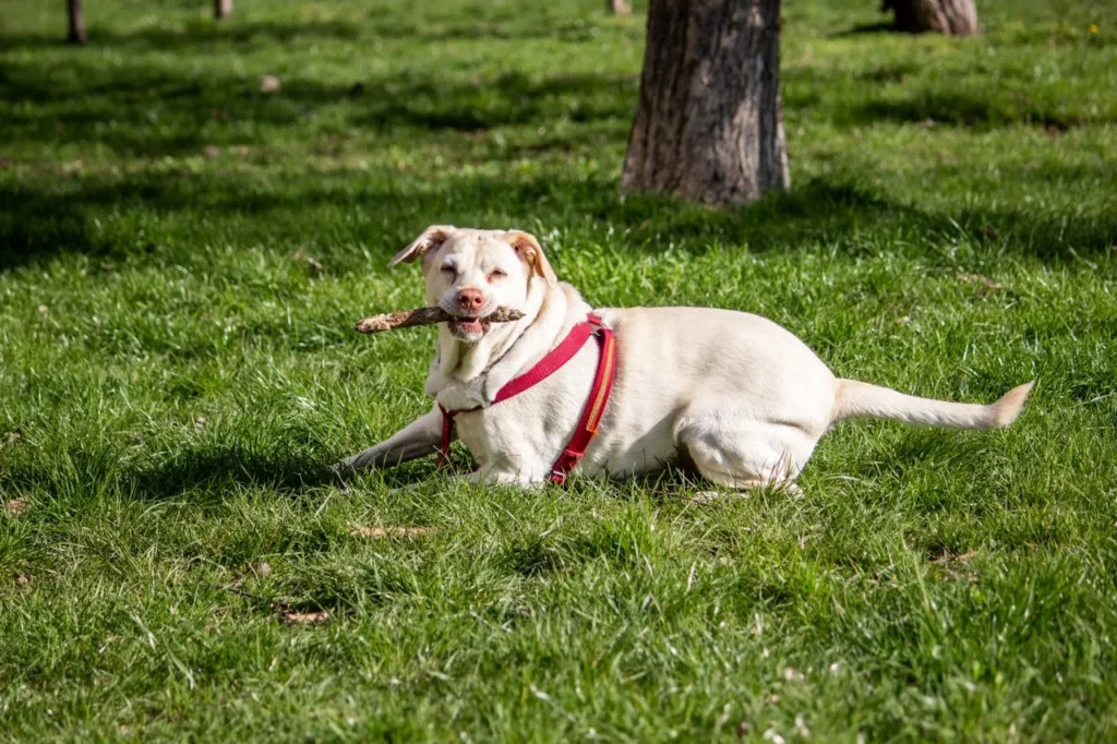 Not sure if a Labrador Retriever fits your lifestyle? This guide breaks down exercise needs, temperament, and household compatibility