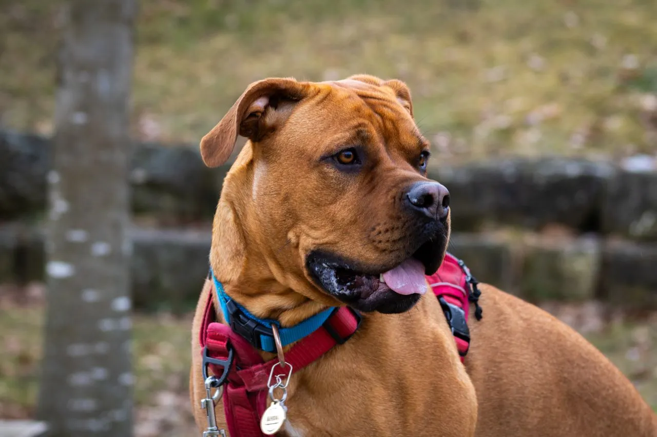 A practical look at Cane Corso training methods, common health issues, and what makes this breed a good—or bad—fit for families.