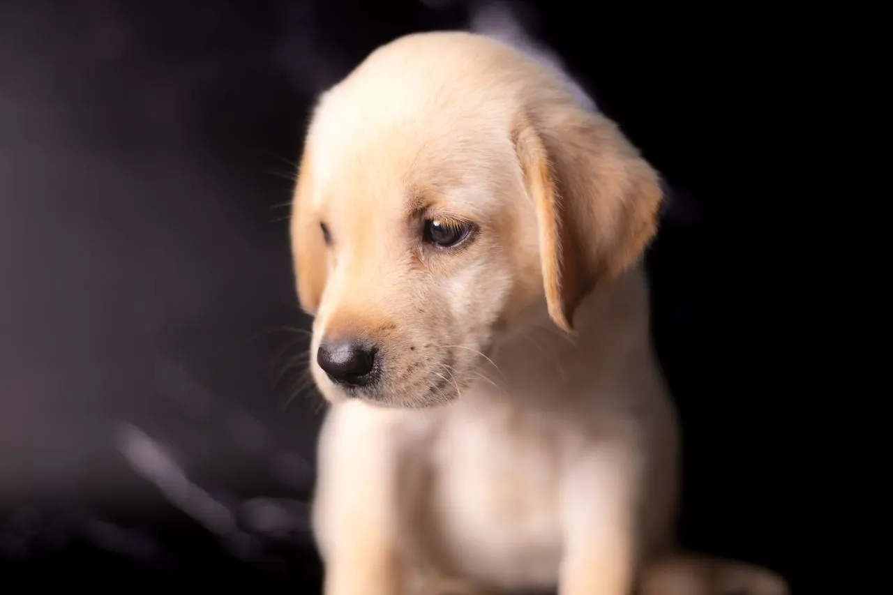 A complete Labrador Retriever breed profile covering history, appearance, temperament, health, and what responsible ownership involves.