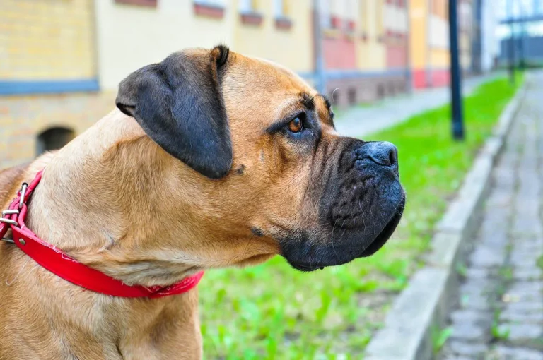 Not every home suits a Cane Corso. See how the breed's size, guarding instincts, and training needs compare to your lifestyle