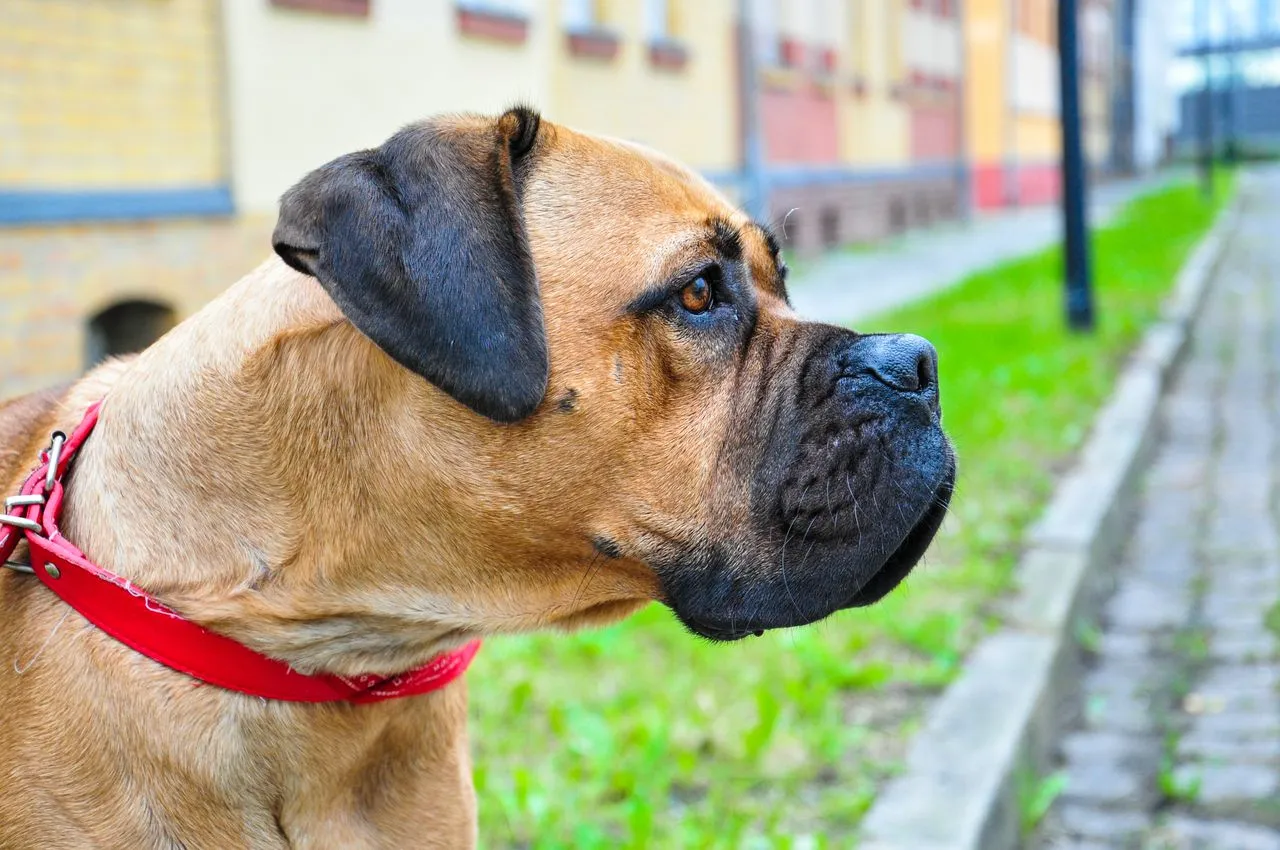 Not every home suits a Cane Corso. See how the breed's size, guarding instincts, and training needs compare to your lifestyle